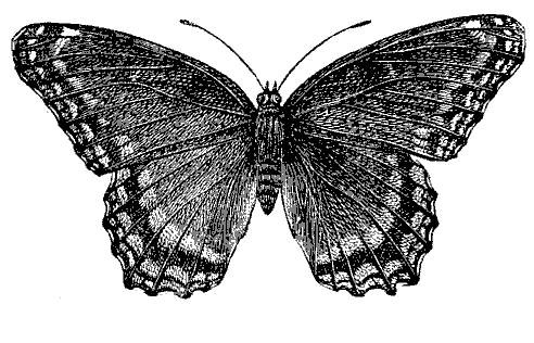 black-butterfly