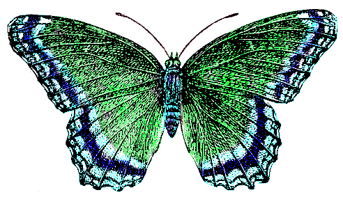 blue-green-butterfly