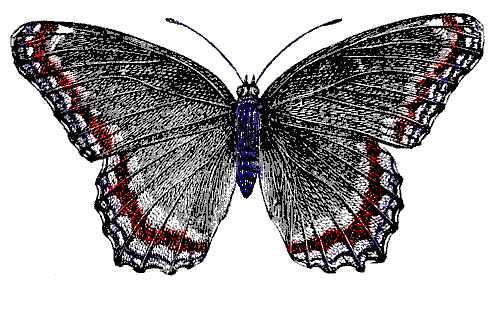 butterfly1