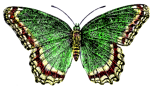green-butterfly
