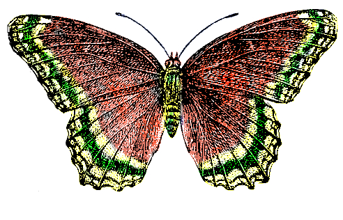 red-butterfly