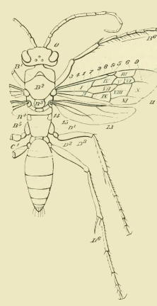 insect diagram