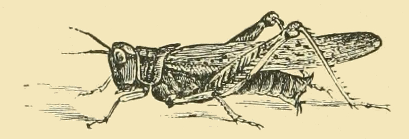 line drawing of a grasshopper