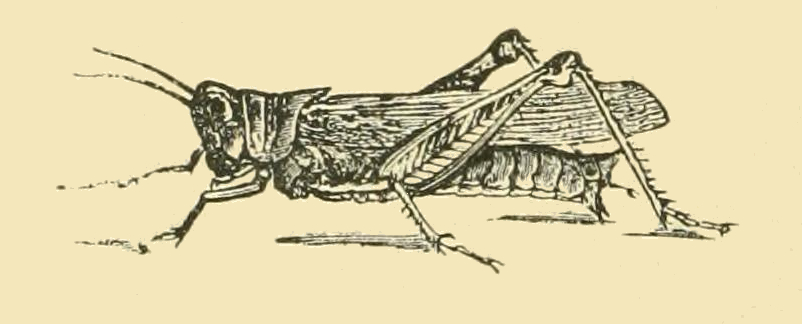 vintage grasshopper drawing