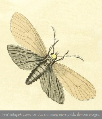 brown moth drawing