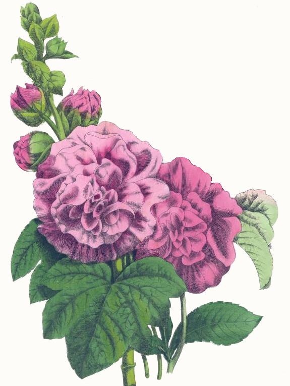 pink hollyhocks drawing