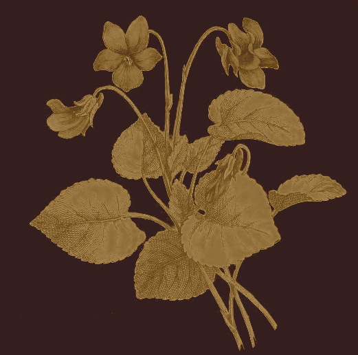 golden violet plant