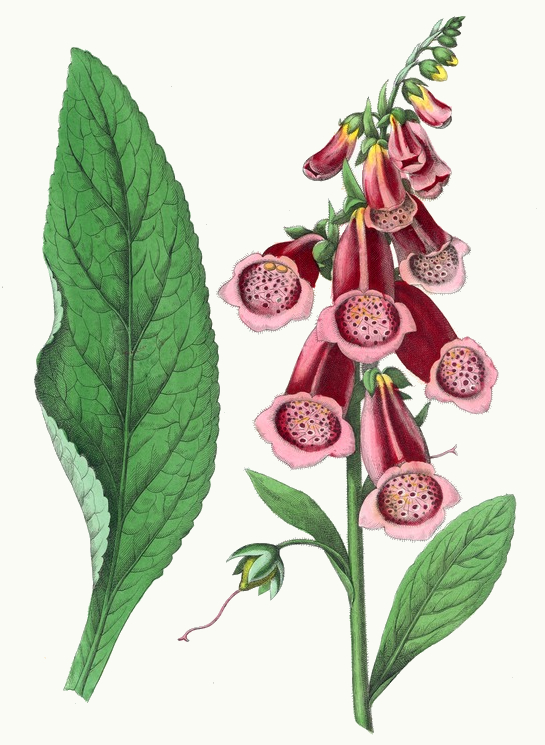 foxglove