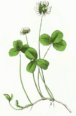 white-clover