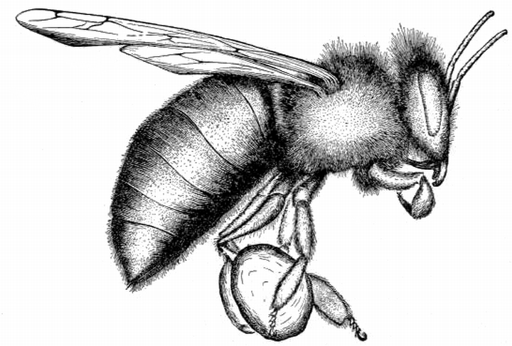 honey-bee-with-pollen