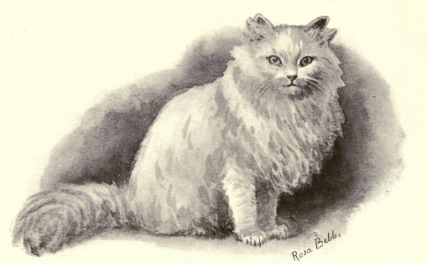 white persian cat drawing