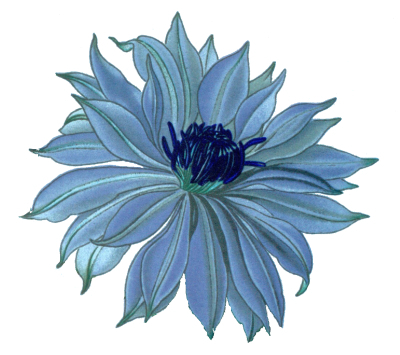 clematis-2-blue