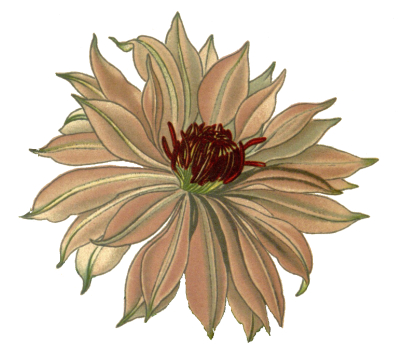 clematis-2