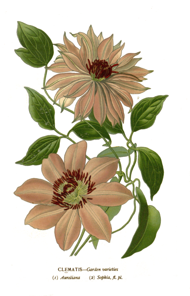 clematis-flower-plate