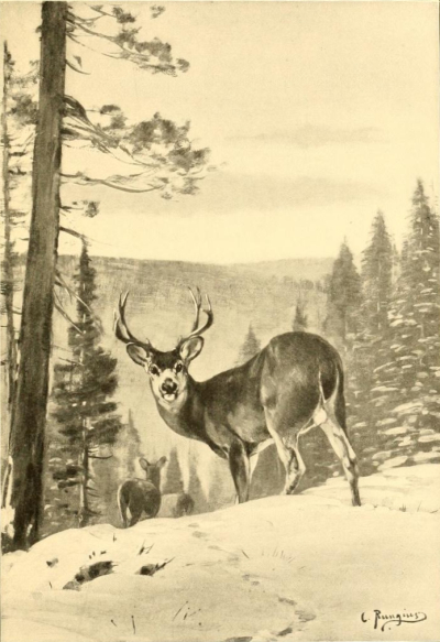 deer in the snow