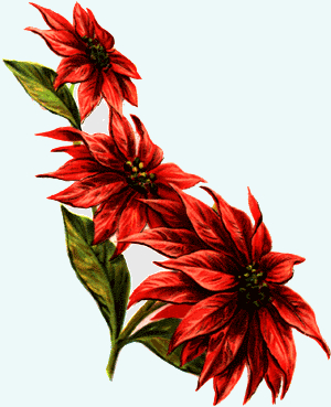 poinsettia-2