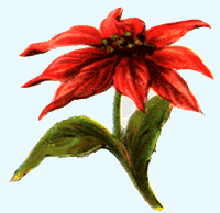 poinsettia-3