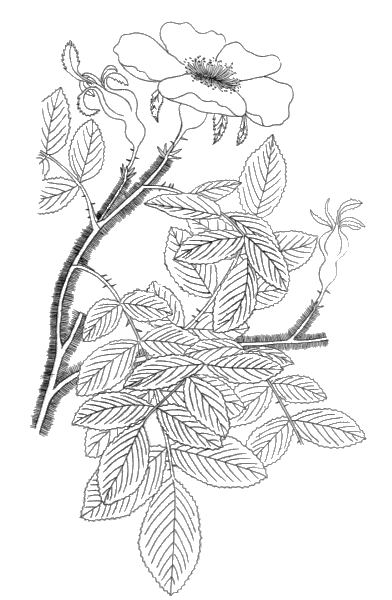 rose coloring page