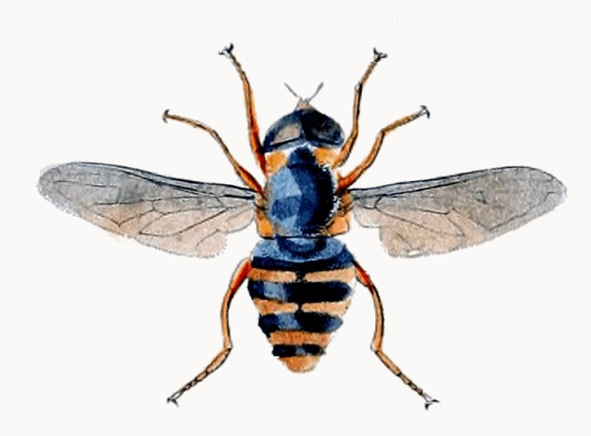 Sericomyia Lapponum - hover fly drawing