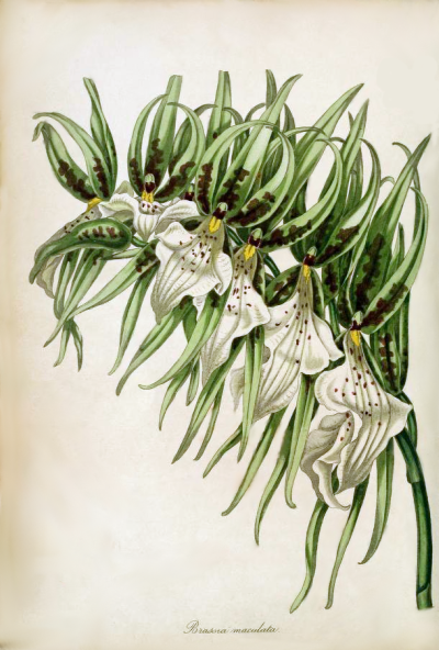 brassia maculata white orchid drawing