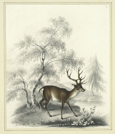 deer drawing by henry thomas alken