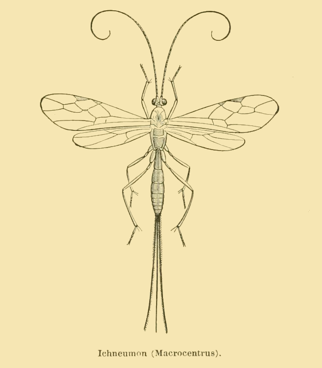 ichneumon fly drawing