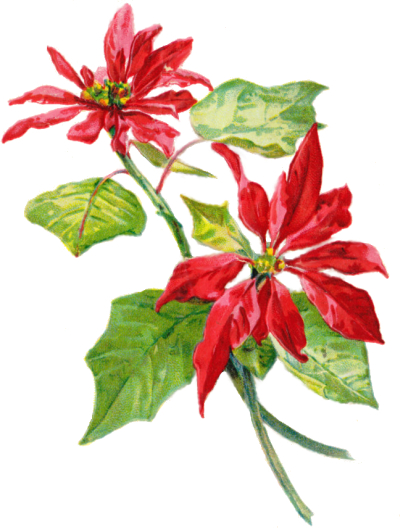 poinsettia-2s