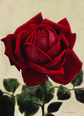 red-rose2