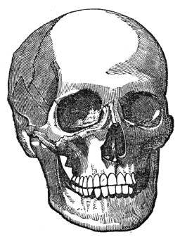 skull drawing