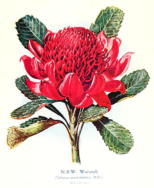 waratah-flower