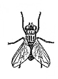 house fly drawing