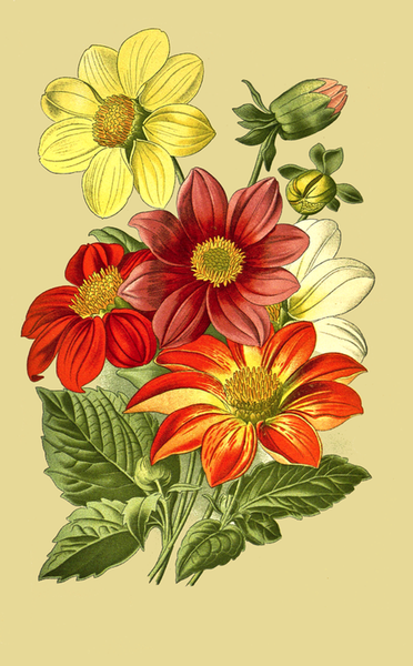 dahlia flowers drawing