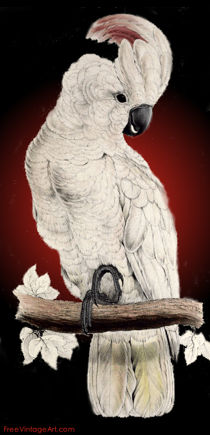 Salmon-crested Cockatoo drawing