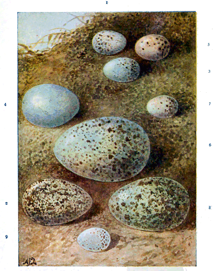 eggs_001