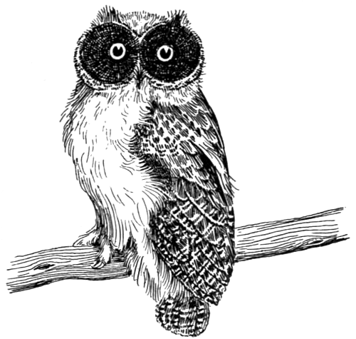 owl drawing