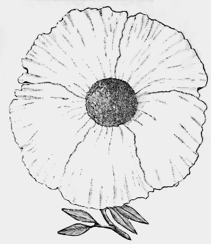 California poppy drawing