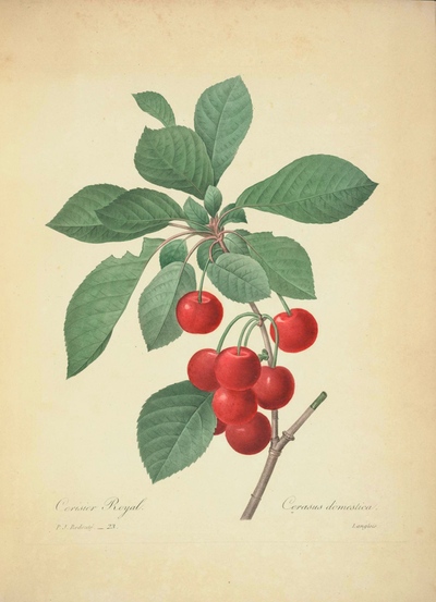 cherries-redoute
