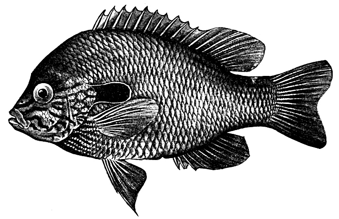 long-eared-sunfish