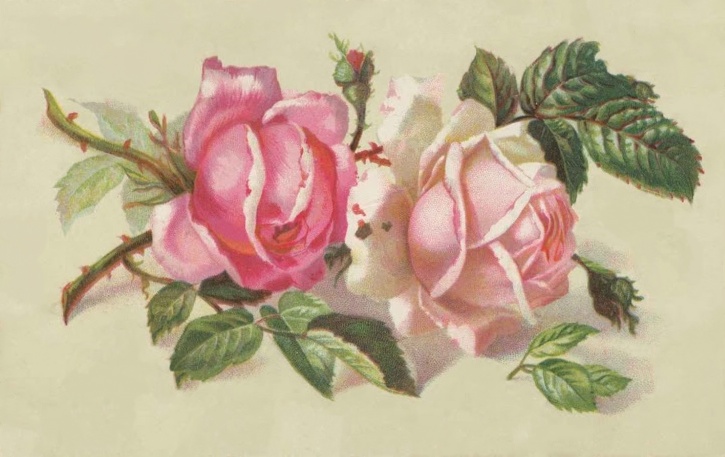 vintage roses postcard