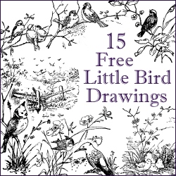 15 little bird drawings