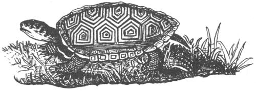 Diamondback terrapin drawing by Robert E. Lee.