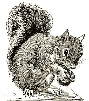 squirrel-horsfal