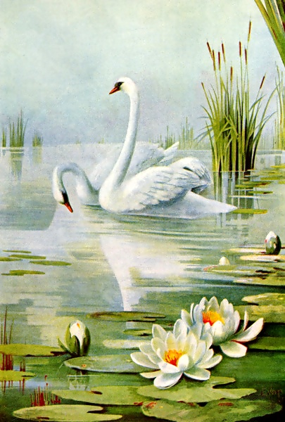 swan pair drawing with water lilies