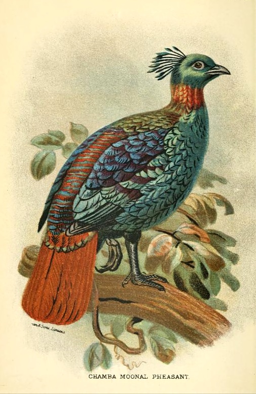 chamba moonal pheasant