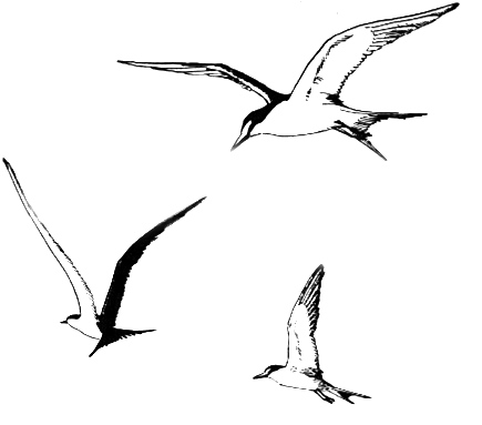 seagull-trio