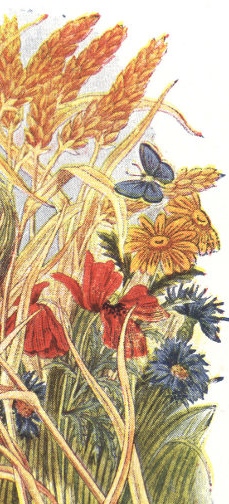 flowers and straw print in color