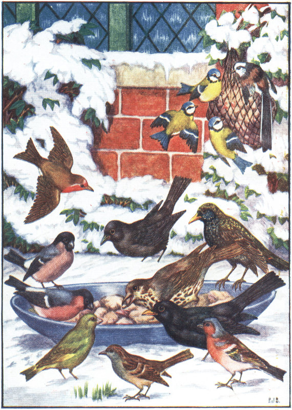 winter birds of England