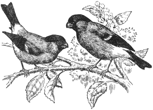 bullfinches