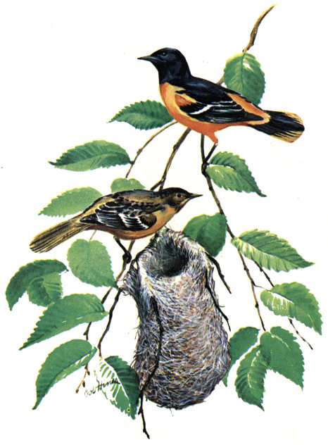 baltimore-orioles