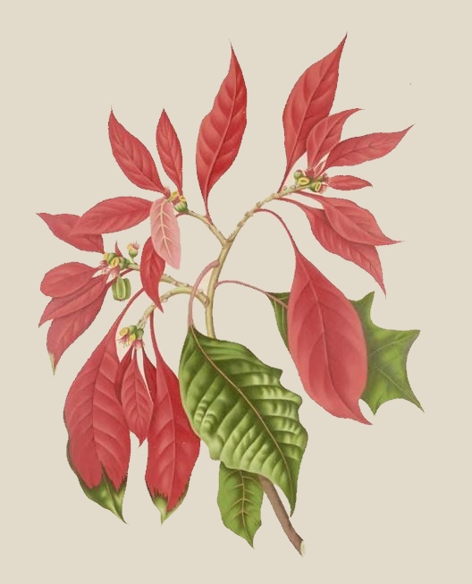 poinsettia